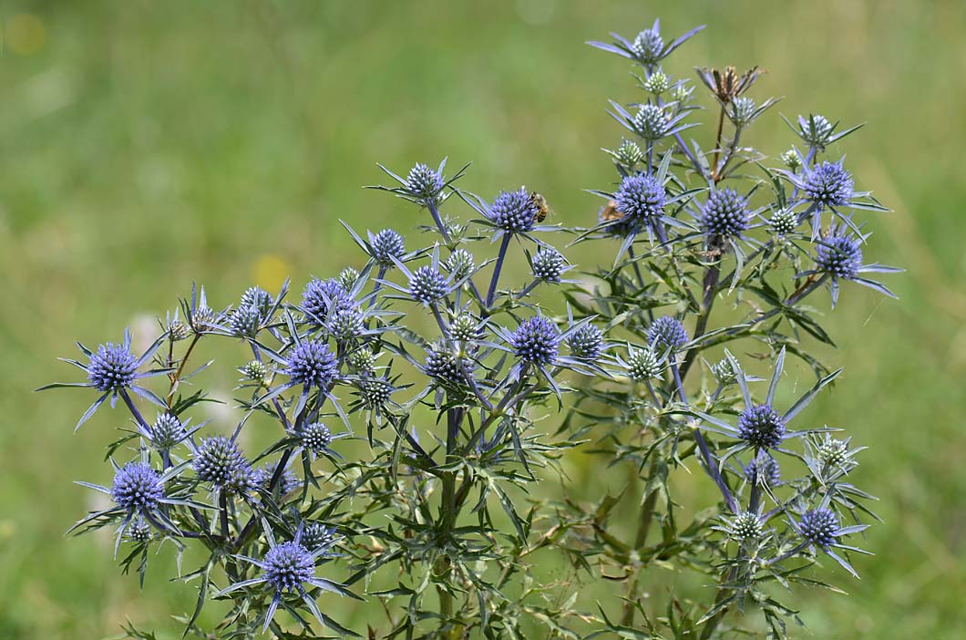 Eryngium amethystinum / Calcatreppola ametistina